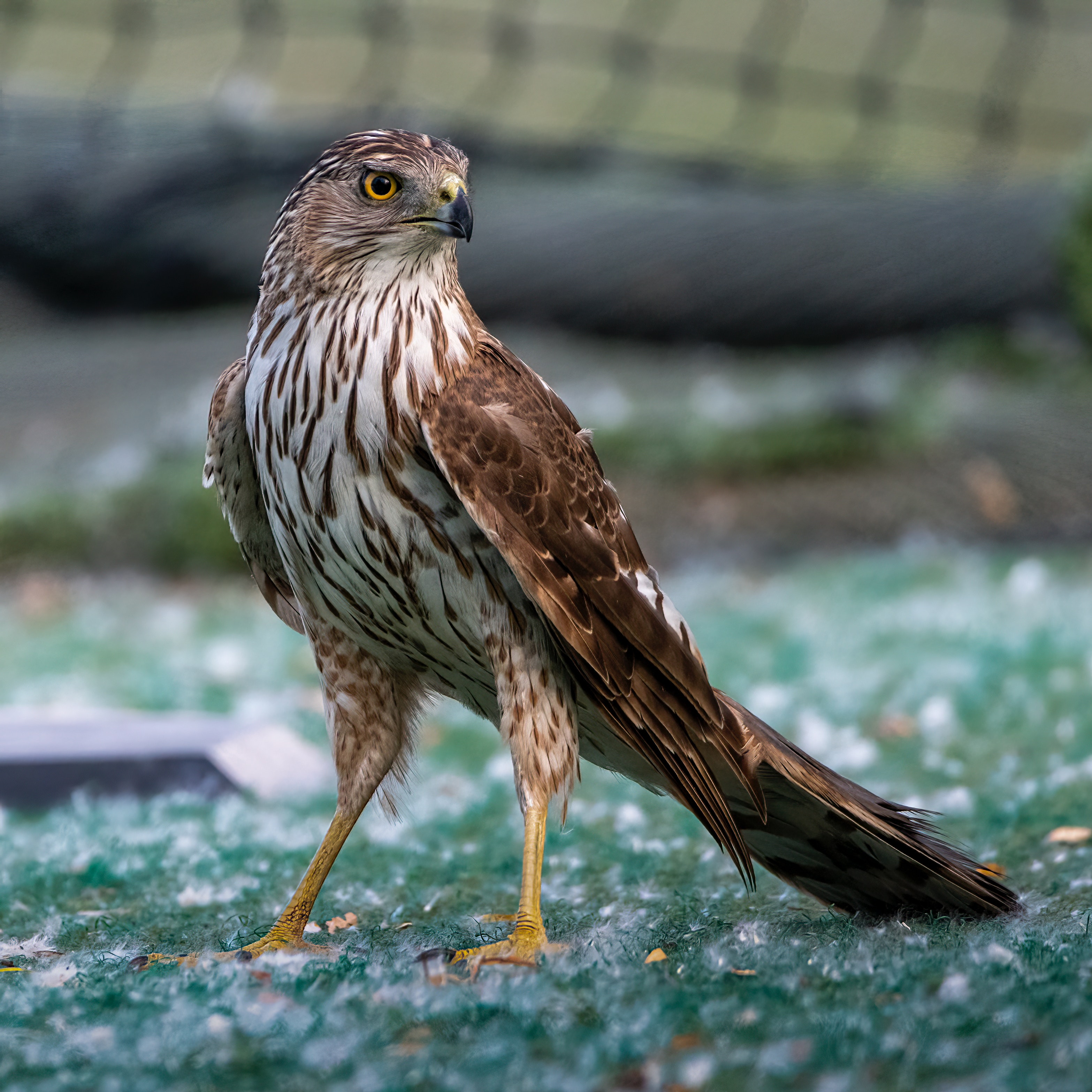 List 27+ Pictures show me a picture of a chicken hawk Completed List 27+ Pictures show me a picture of a chicken hawk Completed
